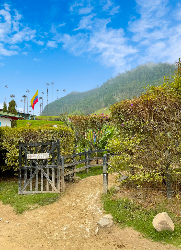 Cocora es un valle altoandino reconocido por albergar la palma de cera, el árbol nacional de Colombia.