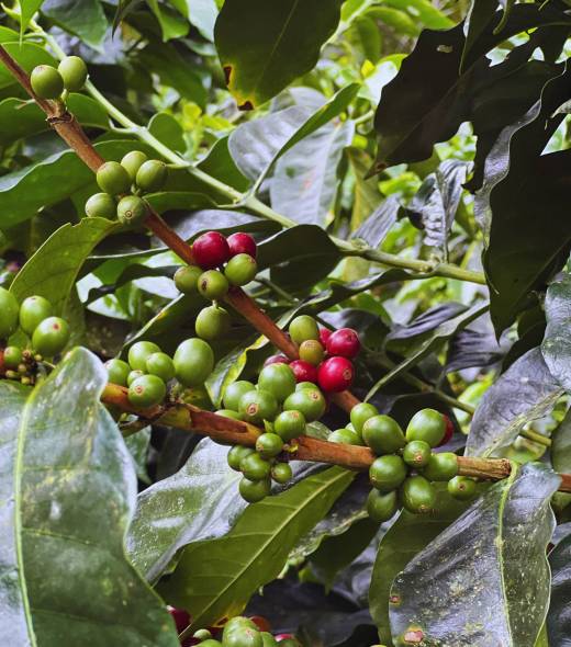 Cerezas de café madurando en cafetal colombiano durante los viajes de café Colombia de MA Coffee Lab.